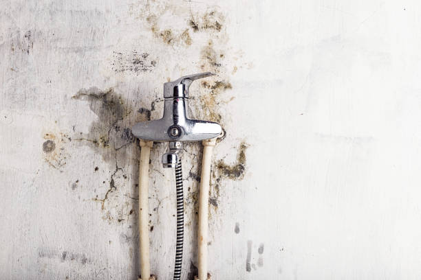 Best Certified Mold Removal  in North Adams, MA