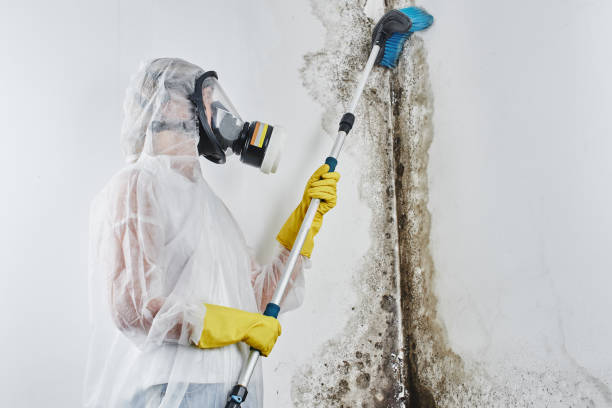 Best Black Mold Removal  in North Adams, MA