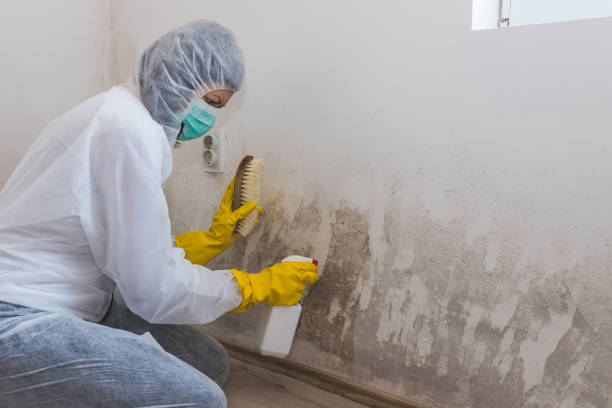 Best Mold Remediation Experts  in North Adams, MA