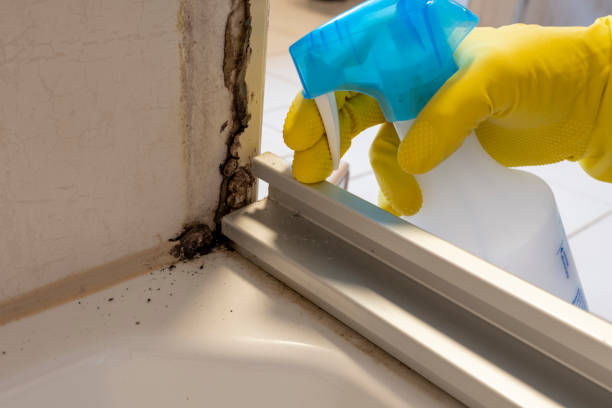 Best Commercial Mold Removal  in North Adams, MA