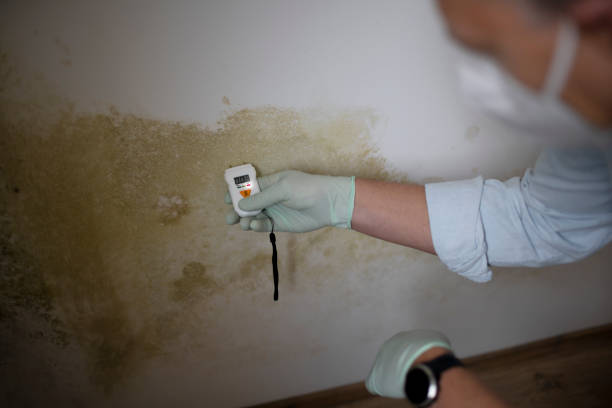 Best Residential Mold Removal  in North Adams, MA