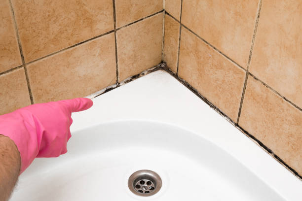Best Mold Testing  in North Adams, MA